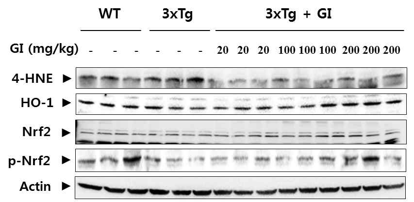 3xTg 치매동물모델에서 지질과산화와 항산화효소 발현에 대한 GI의 효과