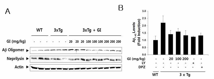 3xTg 치매동물모델에서 베타아밀로이드 생성 및 분해효소 발현에 대한 GI의 효과
