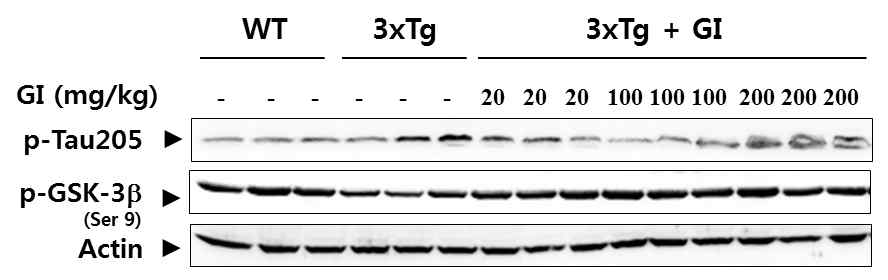 3xTg 치매동물모델에서 타우인산화에 미치는 GI의 효과