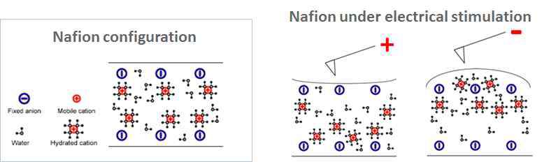 Nafion에서 수화된 수소 이온이 움직여 발생하는 strain으로 nano scale로 분석