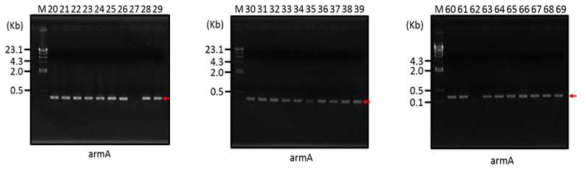 아미노글리코사이드 항생제 내성균주에서 16S-RMTase에 속하는 ArmA의 유전자의 존재를 PCR을 통하여 규명함. 빨간 화살표는 PCR에 의해서 증폭된 ArmA을 나타냄