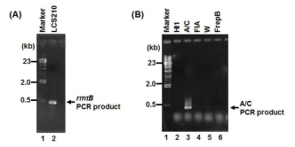PCR 방법을 이용한 정제된 bacterial plasmid의 rmtB 유전자 확인(A)과 replicon typing(B)
