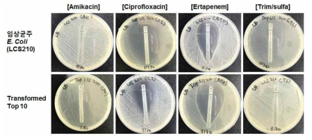 E-test을 이용한 아미카신 내성 임상균주(E.coli; LCS210)와 내성균주 유래 plasmid로 Transformed E. coli Top 10의 항생제 저항성 조사. 임상균주(E.coli) LCS 210 (위)와 LCS 210에서 정제된 plasmid로 Transformed E.coli Top 10 (아래) 항생제 저항성