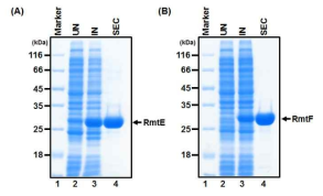 16S-RMTase에 속하는 RmtE(A)와 RmtF(B) 단백질의 발현과 정제. 재조합 단백질을 대장균(BL21 DE3(plys-S))을 이용하여 발현시킨 후 Ni-NTA affinity chromatogrpahy과 size exclusion chromatography를 이용하여 정제. 화살표는 각각 순수 정제된 재조합 단백질 RmtE와 RmtF을 나타냄. Marker, protein size marker; UN, uninduced sample; IN, induced sample; SEC, size exclusion chromatography 후 sample