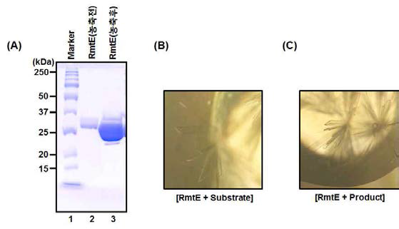 RmtE의 고순도 대량 정제와 RmtE 결정. (A) 대장균 발현 시스템, Ni-NTA chromatography와 size exclusion chromatography을 이용한 RmtE 단백질 정제. Lane 1, protein size marker; Lane 2, 정제 후 농축전; Lane 3, 정제 후 농축 후. (B) RmtE/S-adenosyl-L-methionine(기질) complex 결정 (C) RmtE/S-adenosyl-L-homocysteine(산물) complex 결정