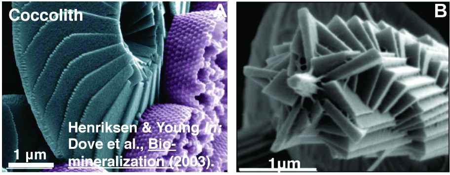 자연계에 존재하는 칼슘 카보네이트 (CaCO3) 바이오미네랄 구조 (Biomineralization, 2003); (A) 해양 생태계에 존재하는 Coccolith가 만든 칼슘 카보네이트 바이오미네랄 구조; (B) Coccolith가 만든 단결정 칼슘 카보네이드 막대들이 고대칭 (high symmetry) 구조로 배열된 계층적 복합체 구조