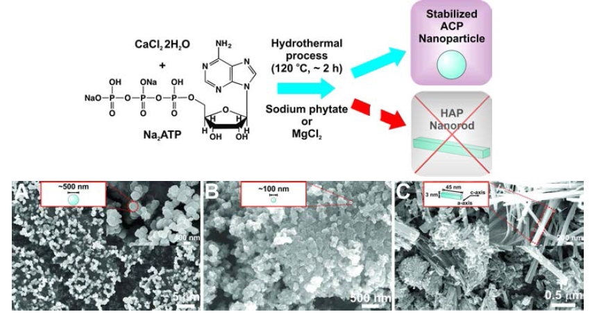 (위) 상대적으로 단분산된 100 nm 이하의 ACP 바이오미네랄 나노 입자의 합성과 안정화; (아래) ACP 바이오미네랄 나노 입자 (A (크기: 500 nm)와 B (크기: 100 nm)) 및 HAP 바이오미네랄 나노 막대의 구조의 FESEM 전자현미경 사진 (Applied Chemistry and Engineering, 2018)