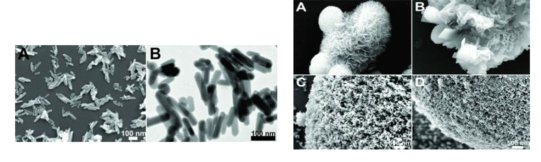 (왼쪽) ~100 nm 크기의 막대 형태를 가지는 CaP 바이오미네랄 나노 구조의 FESEM 전자현미경 사진; (오른쪽) ~100 nm 크기의 막대 형태와 ~200 nm 크기의 판 형태를 가지는 CaP 바이오미네랄 나노 구조 그리고 이들이 조립되어 형성된 CaP 바이오미네랄 마이크로스피어 구조의 FESEM 전자현미경 사진 (In Preparation, 2018)