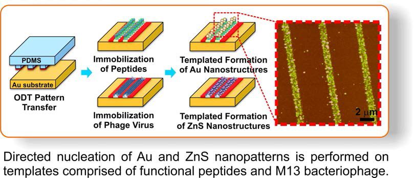 펩타이드 거대 분자와 M13 파지 (M13 bacteriophage) 바이러스를 웨이퍼 표면에 선택적으로 배열시키는 기술, 이러한 펩타이드 거대 분자와 M13 파지 바이러스 패턴에서 매우 균일한 크기를 가지는 금 (Au) 금속과 황화 아연 (ZnS) 반도체 나노 구조를 광생물화 (biomineralization) 과정을 통해 성장시키는 기술, 그리고 실시간 원자력간 현미경 imaging 분석을 통해 금 (Au) 금속과 황화아연(ZnS) 반도체 나노 구조 및 물성 규명 (Soft Matter, 2018)