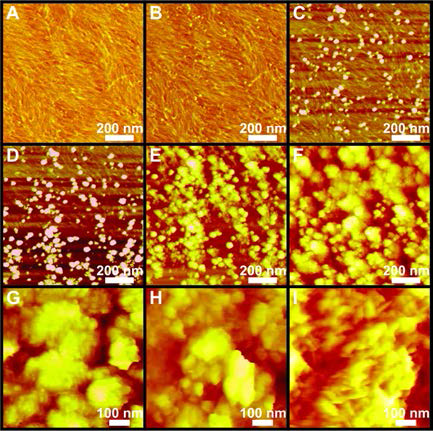 자가 조립된 콜라겐 단백질 계면에서의 CaP 바이오미네랄 성장 과정: CaP 바이오미네랄 핵 생성, 결정 구조, 그리고 형태 변화를 보여주는 실시간 원자력간 현미경 (in situ AFM) 사진 (측정 시간: (A) 0 분, (B) 1시간 24분, (C) 2시간 48분, (D) 3시간 30분, (E) 4시간 12분, (F) 5시간 30분, (G) 6시간 18분, (H) 7시간, 그리고 (I) 10시간 24분) (In Preparation, 2018)