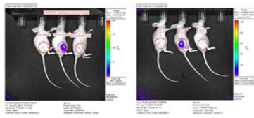 SNU-228 3x106 cells/50㎕/mouse를 피하에 주입하였을 때의 4주(좌) 및 7주(우) 추적관찰 BLI 사진. BLI 신호가 강하게 잡히는 개체는 피하 생착이 된 것으로 생각할 수 있음