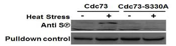 Mpk1에 의하여 CDC73의 serine330에 인산화 조절이 되는지 확인 Mpk1에 의해 Cdc73의 어느 부위에 인산화가 일어나는지 확인하기 위하여, serine330을 Adenine으로 치완한 돌연변이를 이용하여 인산화 확인