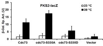 Cdc73의 인산화에 의하여 유전자 발현이 조절됨을 확인 Cdc73 인산화에 의한 전사 조절을 확인하기 위하여, Cdc73와 S330A, S330D (인산화를 모방한 돌연변이)를 만들어 FKS2의 발현을 측정하였으며, Cdc73-S330A의 경우 오히려 FKS2의 발현이 약간 올라가 있으며, Cdc73-S330D는 발현이 현저히 억제됨을 확인