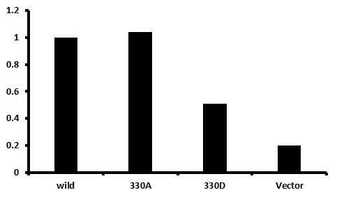 Histone ubiquitination CHiP 왜 이러한 현상이 나타나는지 확인하기 위하여 CDC73의 C-term에 연관된 것으로 알려진 Histone ubiquitination에 대한 ChIP실험을 수행 하였다. Histone ubiquitination에 변화가 관찰되기는 하였으나 유전자 안정성과의 연관성이 알려지지는 않음. 즉, CDC73에의 인산화에 의하여 유전자의 안정 성이 조절되는 것으로 보임