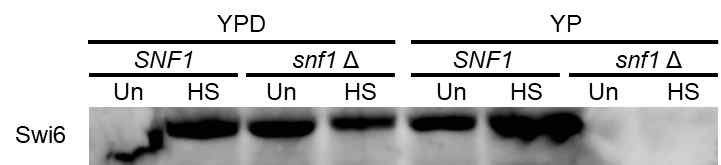 Snf1에 의한 Swi6의 인산화 확인 Snf1이 결손 되었을 경우, Swi6의 인산화가 많이 됨을 확인. 이는 Swi6의 Nucleocytoplasmic localization을 조절 할 수 있음을 의미