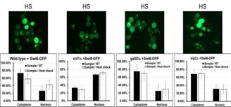 Snf1에 의한 전사인자인 Swi6의 Nucleocytoplsmic localization 변화 조절 Snf1 또는 이의 위치를 조절하는 단백질이 결손 되었을 경우의 Swi6의 localization이 정상적으로 일어나지 않음을 확인. sip2 또는 gal83가 각각 없는 경우 Swi6의 위치가 정상적으로 핵내로 들어가지 못하는 것을 확인. 이는 Swi6의 위치 변화가 Snf1에 조절을 받음을 의미하며, 세포질에 정상적으로 위치하는 것이 중요함을 의미
