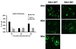 Stb1에 의한 Swi6의 localization 확인 Cell-cycle dependent gene expression에 관여하는 YOL131w과 같은 단백 질이 있는지 확인하기 위하여 Stb1이 결손된 균주에서 Swi6의 localization을 확인. Swi6와 결합하는 부위에 대한 돌연변이를 만들어 결합을 확인 한 결과 역시 Stb1의 같은 부위와 Swi6가 결합함을 확인. Stb1도 Swi6의 localization을 조절함을 확인