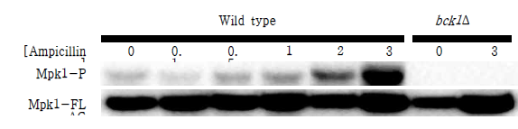 Ampicillin에 의한 MPK1의 인산화 Ampicillin에 의하여 Dose-dependent 하게 MPK1과 ERK1/2의 인산화 증가 확인. 또한 CWI-PKC1 경로를 통하여 인산화가 됨을 확인