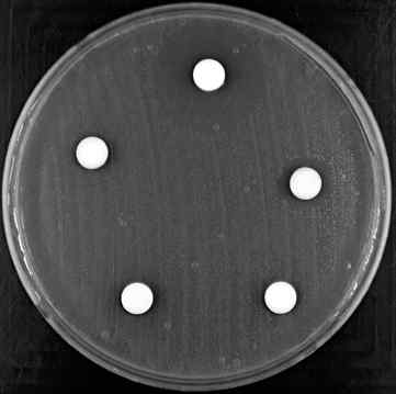 응용 가능한 target으로 항균제 개발 연구 1) Paenibacillus larvae 와 Melissococcus plutonius의 성장을 조절 하는 물질로 macelignan과 corosolic acid를 발굴. 2) E.faecium에 대한 항균활성을 확인하기 위하여 확보한 물질을 대상으로 항균 활성을 확인하여 Sophoraflavanone G(SPF-G)를 발굴. 이들이 Biofilm을 저해 하며, 세포벽에 붙어 세포를 파쇄하는 기전 또한 확인하여 논문 및 특허 출원