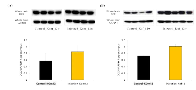 Klotho 주입한 12주령 KO 마우스 뇌 DCX 발현_Western blot