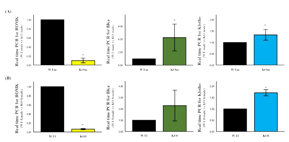 2주령 신장 mRNA의 RT-qPCR 결과