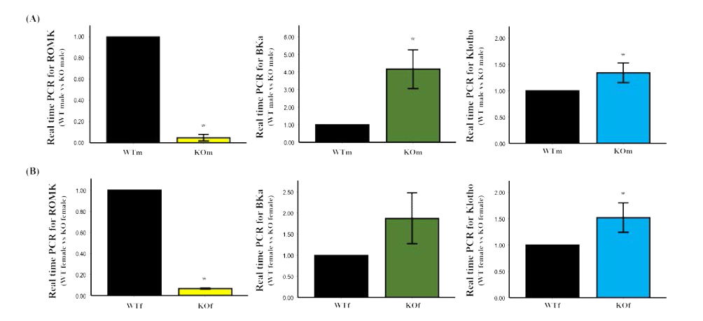 4주령 신장 mRNA의 RT-qPCR 결과