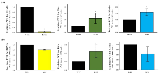 12주령 신장 mRNA의 RT-qPCR 결과