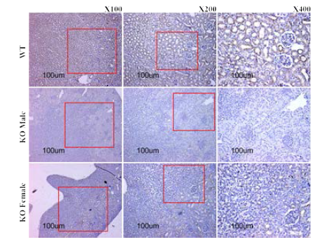 2주령 신장 IHC stain_ ROMK