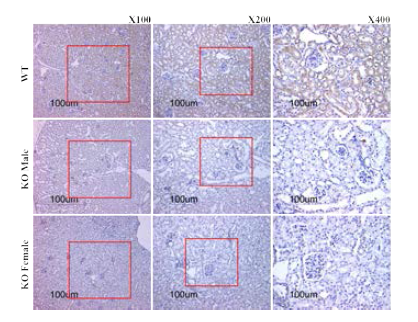 4주령 신장 IHC stain_ ROMK