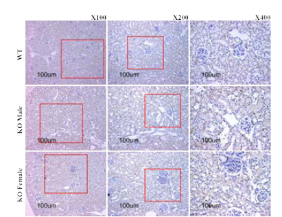 4주령 신장 IHC stain_ BK