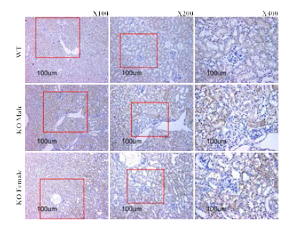 12주령 신장 IHC stain_ BK