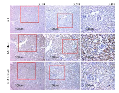 4주령 신장 IHC stain_ Klotho