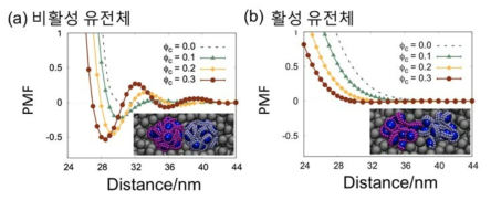 혼잡한 용액 환경의 조성(φc)에 따라 다르게 관찰되는 유전체 단위 압축 구조 사이의 potential of mean force (PMF). 압축 구조의 차이가 있는 활성 유전체와 비활성 유전체에서 나타나는 혼잡한 용액 환경의 효과가 다르게 나타남을 볼 수 있다. 그림에서 자주빛과 하늘색빛의 DNA에 감겨진 파란색의 히스톤 단백질을 보여준다. 비활성 유전체와 활성 유전체에서 이들의 압축 밀도가 다르게 묘사되어 있다. 회색의 구형 입자들은 세포핵 환경을 혼잡하게 채우고 있는 다른 단백질들을 나타낸다