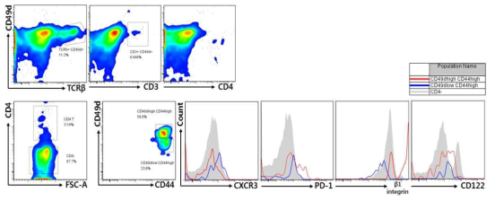 Flowcytometric analysis of peritoneal T cells in RAG1-/- mice which had been transferred with fetal hematopoietic cells from day 12 liver