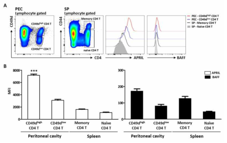 High expression of APRIL and BAFF in T1 cells