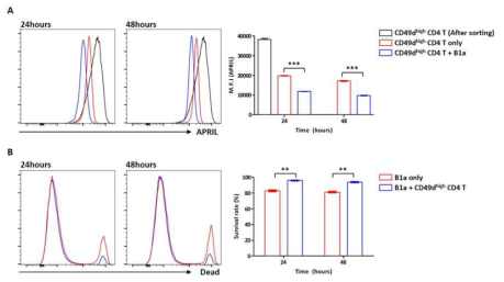 T1 cells enhanced the survival of B-1a cells by promoting spontaneous secretion of APRIL