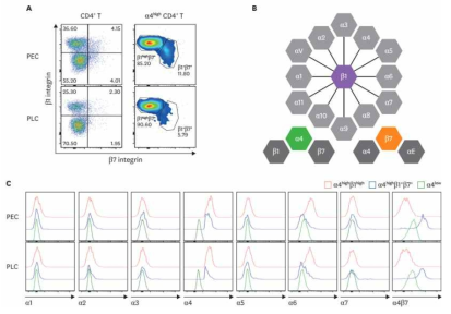 T1 cells are divided into integrin α4β1-high CD4 T cells and α4β7+ CD4 T cells