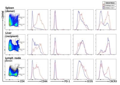 Analysis of T1 cells in rhesus monkey