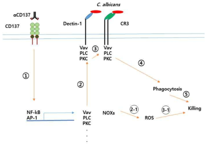 호중구에서 CD137/Dectin-1/CR3 신호가 협력하여 C. albicans를 제거하는 기작에 대한 가설