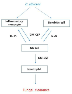 C. albicans 감염에서 NK 세포의 역할을 보여주는 모식도