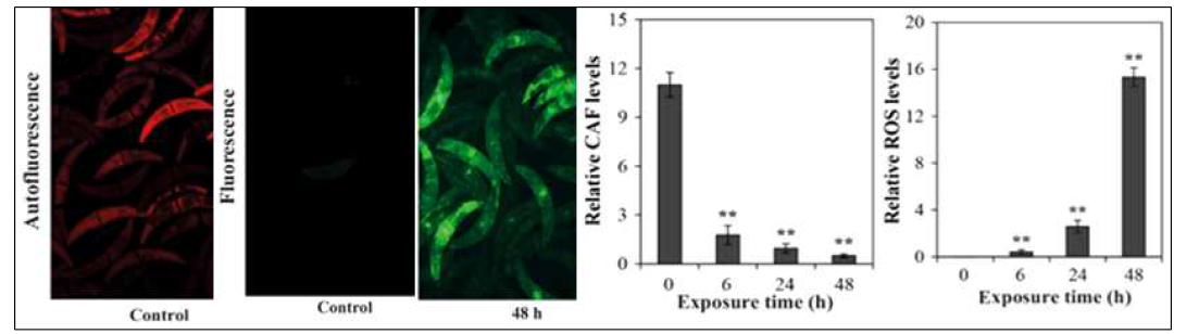 염화구리 처리에 따른 세포의 자가형광 CAF 및 활성산소 ROS 생성