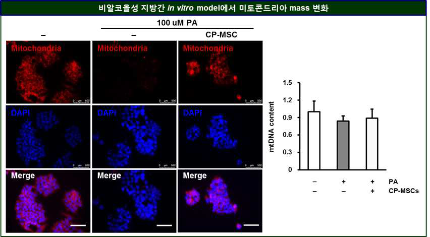 비알코올성 지방간에서 태반유래줄기세포 공배양에 의한 미토콘드리아 mass의 변화