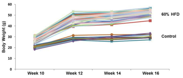 60% HFD 급여에 따른 실험동물 체중의 변화