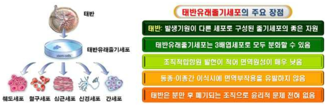 새로운 줄기세포 자원으로서의 태반유래줄기세포