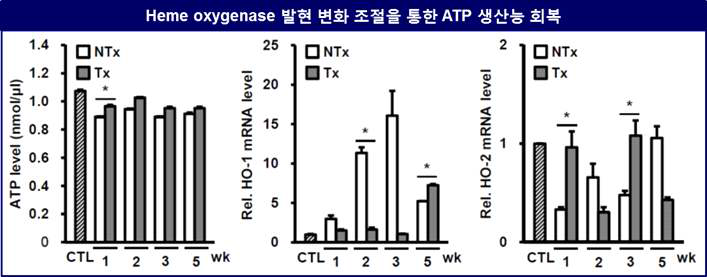 HO-1/HO-2 발현 조절을 통한 미토콘드리아 ATP 생산능의 회복