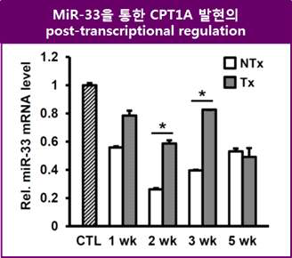 MiR-33 발현 변화 분석