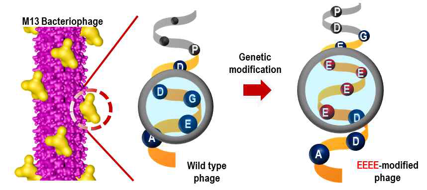유전자 조작을 통한 Wild type의 박테리오파지에서 4E type의 박테리오파지로 변화하는 과정의 모식도