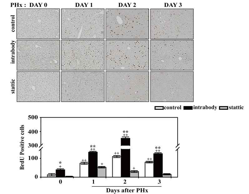 부분 간절제 모델에서 intrabody와 stattic에 의한 BrdU uptake 정도 비교