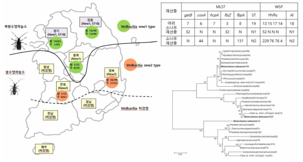 국내 지역 및 하늘소 종 분포 별 Wolbachia 감염 지도 및 감염 균주의 동정 특징