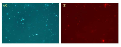 FISH로 확인한 하늘소 내 Wolbachia